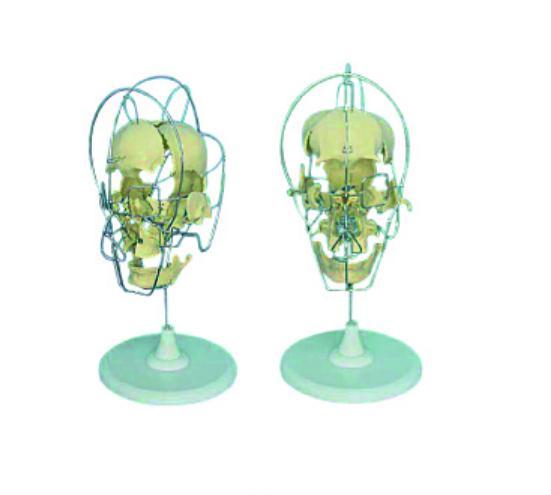 康人成人头颅骨骨性分离模型KAR/11116-1