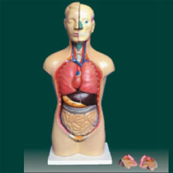  男、女两性人体半身躯干模型 KAR/10003D