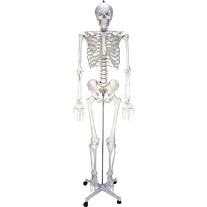  女性人体骨骼模型2 KAR/11101-2