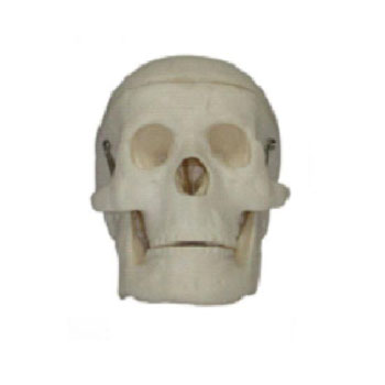  儿童头颅骨模型 KAR/1114