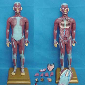 康人人体全身肌肉附内脏模型 KAR/11301-2
