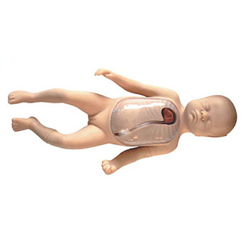  新生儿外周中心静脉插管模型 KAR/L67B