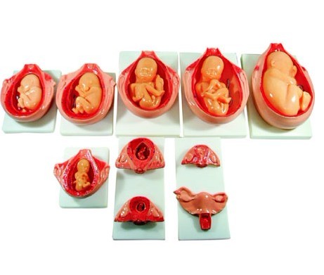  高级胎儿妊娠发育过程模型 XC-414