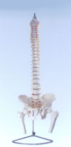  XC-126自然大脊椎附骨盆、半腿骨模型 XC-126