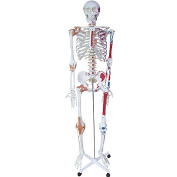  人体骨骼半边肌肉着色附韧带模型KAR/11102-1