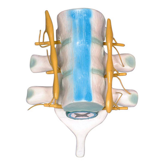 益联脊髓和脊神经模型YLM2099