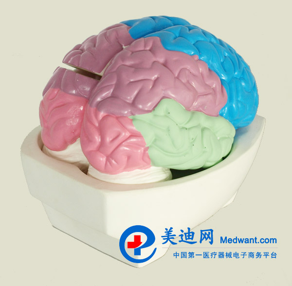 益联  大脑分叶模型  M/1226