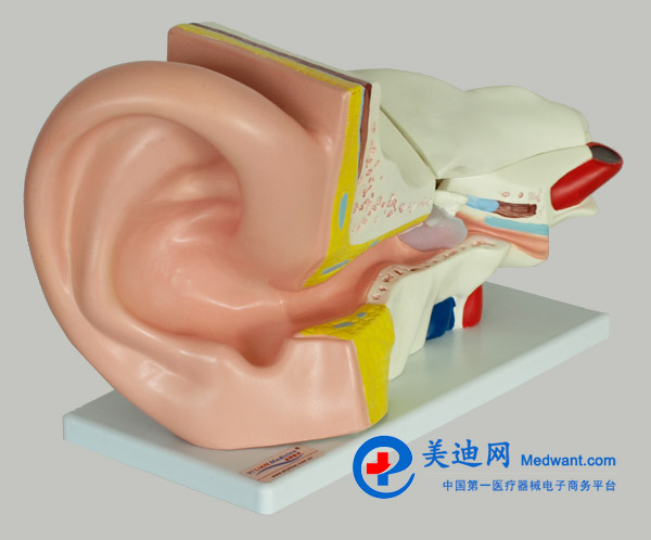 益联  耳结构放大模型  YLM2090