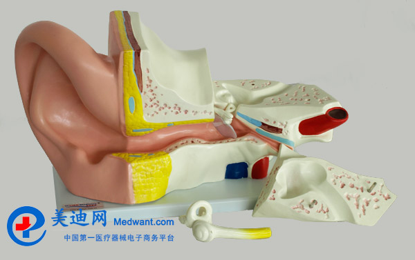 益联  耳结构放大模型  YLM2090